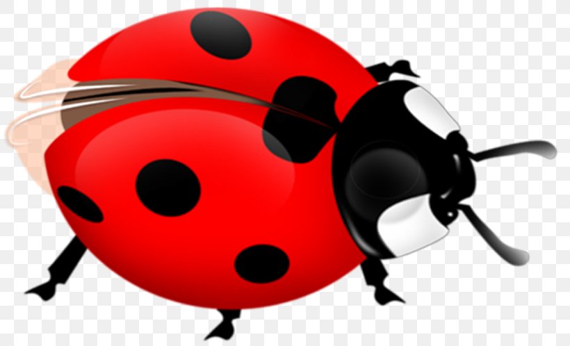 Ladybird Beetle Clip Art, PNG, 815x498px, Ladybird Beetle, Beetle, Drawing, Google Images, Information Download Free