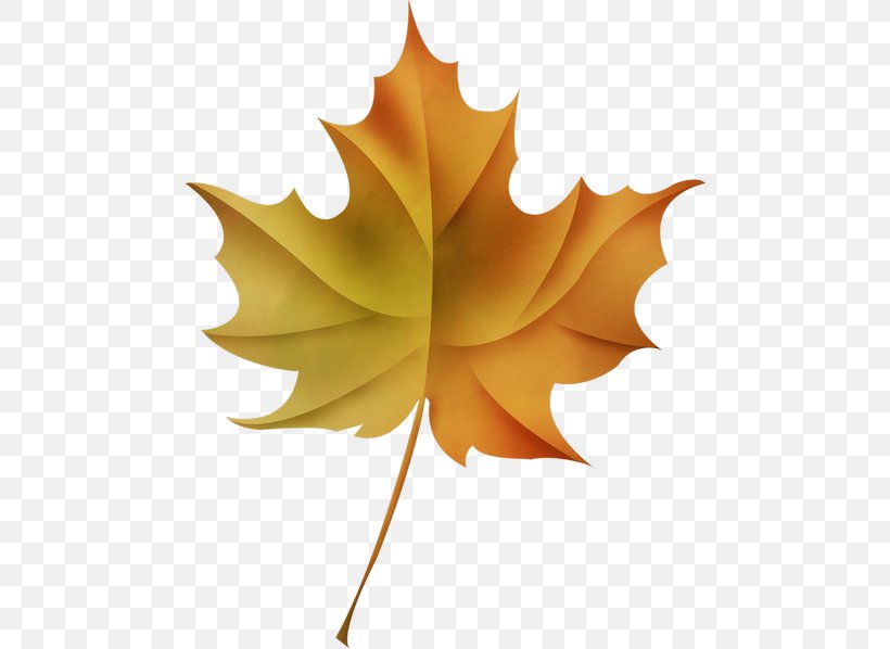 Maple Leaf, PNG, 480x598px, Maple Leaf, Autumn Leaf Color, Flower, Flowering Plant, Leaf Download Free