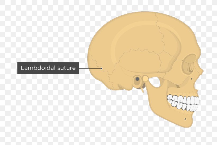 Skull Temporal Line Parietal Bone Anatomy Lambdoid Suture, PNG, 745x550px, Skull, Anatomy, Asterion, Axial Skeleton, Bone Download Free