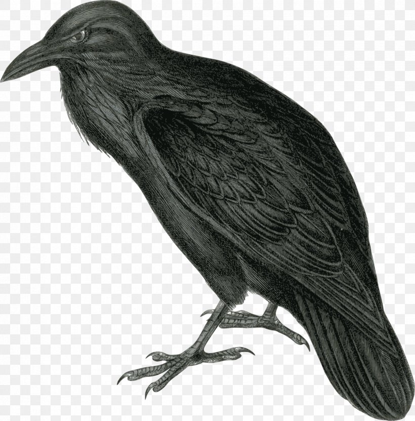 The Raven Common Raven Clip Art, PNG, 2368x2400px, Raven, American Crow, Beak, Bird, Common Raven Download Free