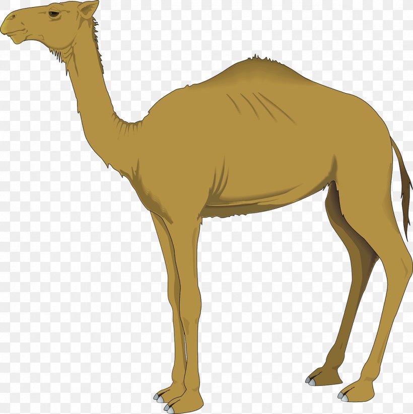 Camel Clip Art, PNG, 1276x1280px, Bactrian Camel, Arabian Camel, Camel, Camel Like Mammal, Drawing Download Free
