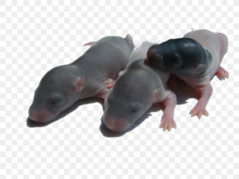 Computer Mouse Fauna Snout, PNG, 1066x800px, Computer Mouse, Fauna, Mammal, Mouse, Muridae Download Free