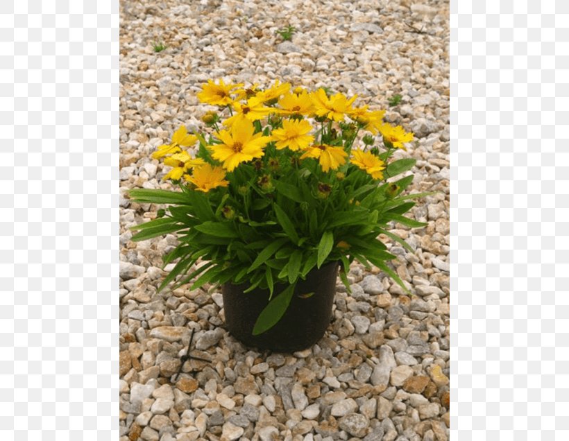 Garden Large-flowered Tickseed Marigolds Flowerpot Ornamental Plant, PNG, 560x636px, Garden, Annual Plant, Bee, Calendula, Daisy Family Download Free