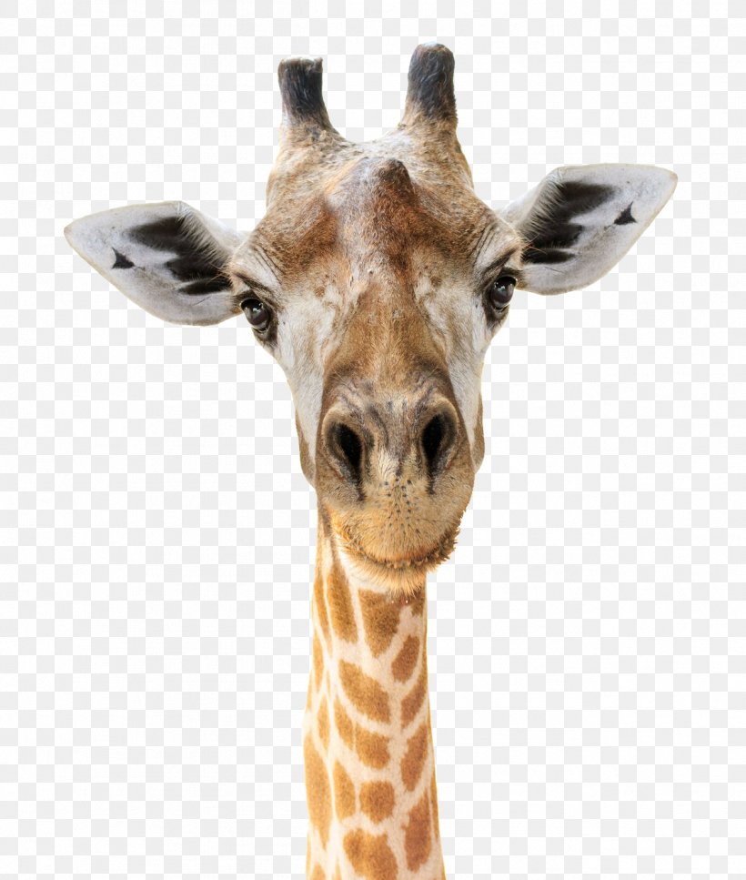Giraffe Felidae Head Stock Photography Face, PNG, 1261x1488px, Giraffe, Animal, Depositphotos, Face, Felidae Download Free