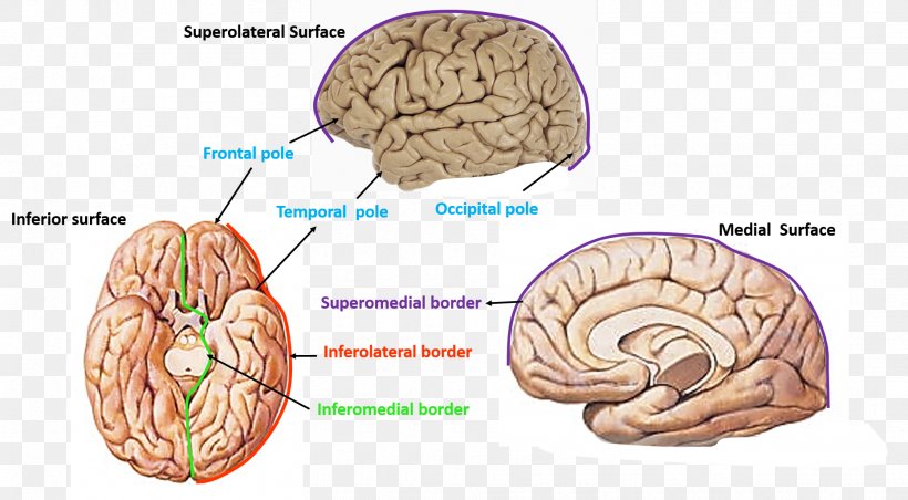 Brain Cerebrum Cerebral Hemisphere Occipital Lobe Frontal Lobe, PNG, 1863x1028px, Watercolor, Cartoon, Flower, Frame, Heart Download Free