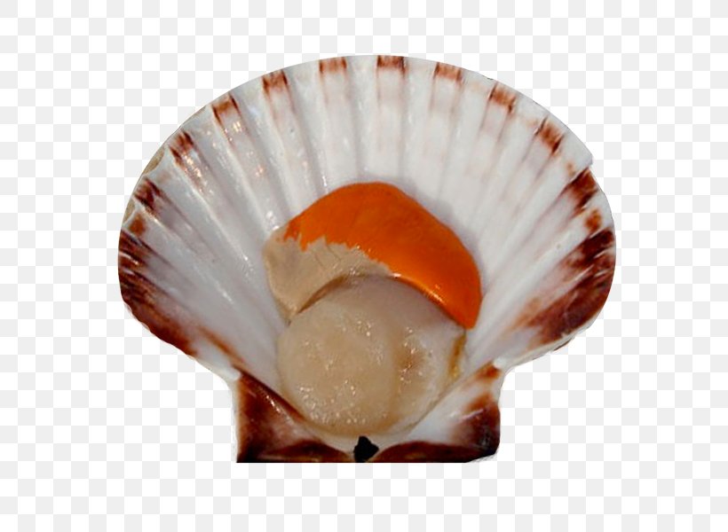 Clam Mussel Seashell Pecten Jacobaeus Oyster, PNG, 600x600px, Clam, Clams Oysters Mussels And Scallops, Cockle, Conch, Conchology Download Free