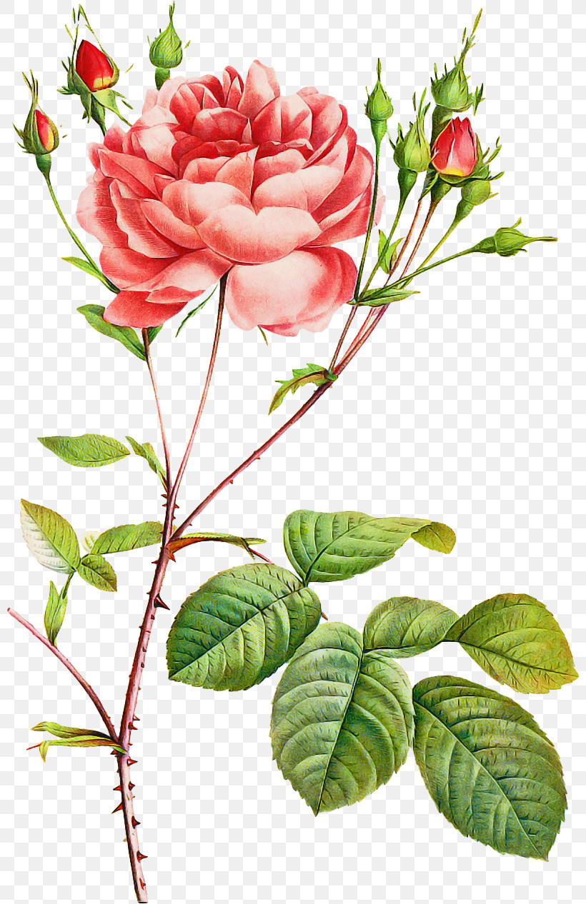 Garden Roses, PNG, 800x1266px, Flower, Branch, Camellia, China Rose, Chinese Peony Download Free