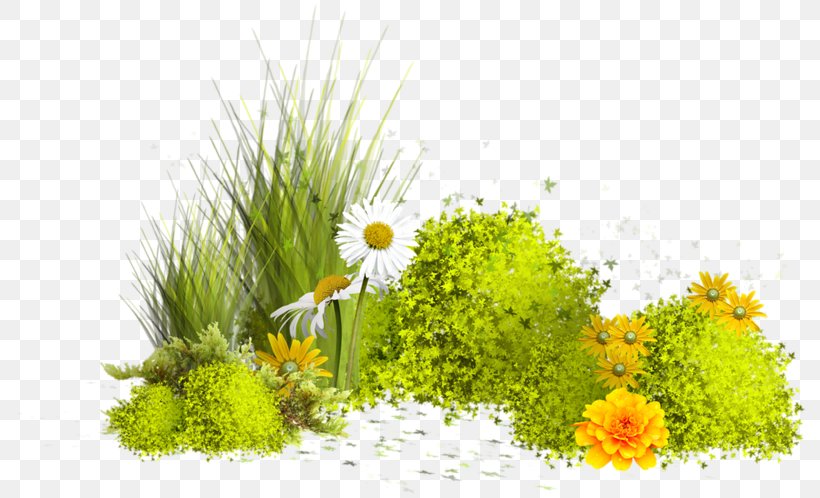 Image Painting GIF, PNG, 800x498px, Painting, Blog, Chamaemelum Nobile, Daisy, Dandelion Download Free