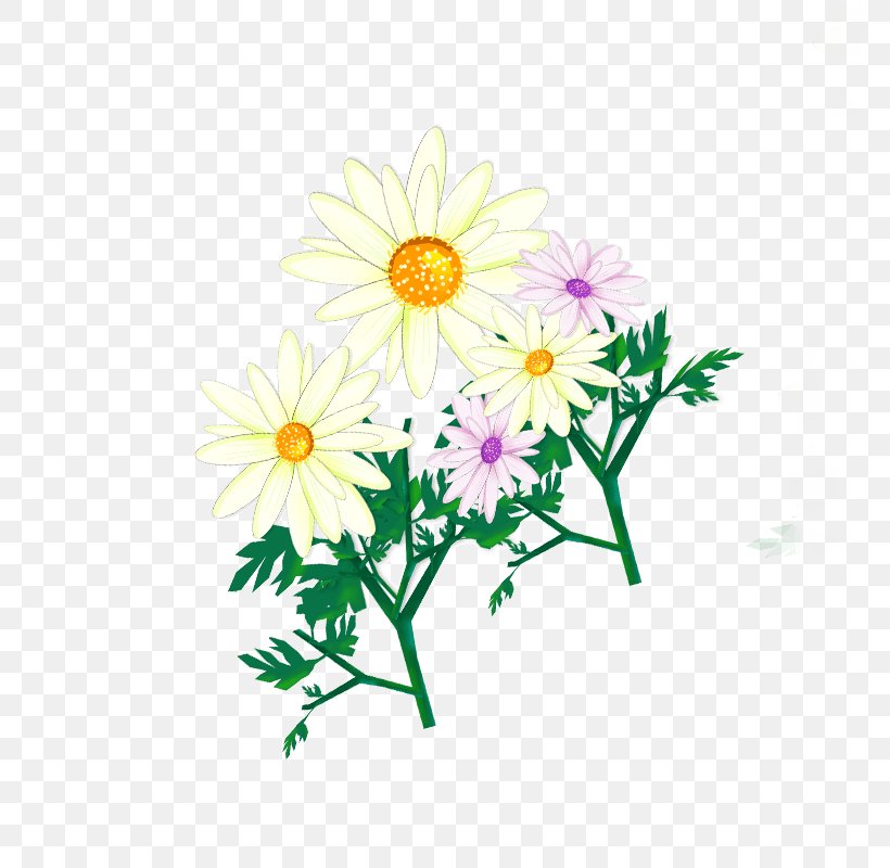 Common Daisy Oxeye Daisy Design White, PNG, 800x800px, Common Daisy, Art, Aster, Chamaemelum Nobile, Chrysanths Download Free