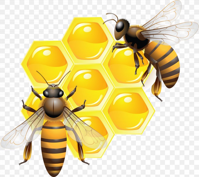 Honey Bee Clip Art, PNG, 5716x5090px, Bee, Arthropod, Beehive, Bumblebee, Drawing Download Free