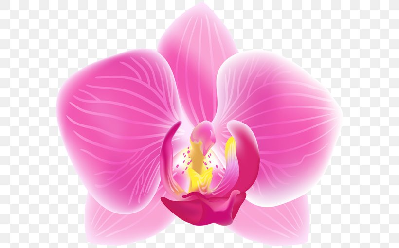 Moth Orchids Decoupage Clip Art, PNG, 600x510px, Moth Orchids, Art, Christmas, Color, Decoupage Download Free