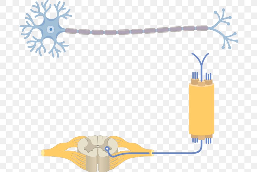 Multipolar Neuron Pseudounipolar Neuron Soma, PNG, 698x550px, Multipolar Neuron, Axon, Bipolar Neuron, Central Nervous System, Dendrite Download Free