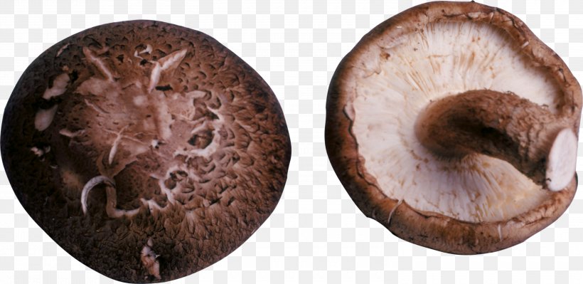 Shiitake Common Mushroom Fungus, PNG, 3000x1460px, Shiitake, Agaricaceae, Agaricomycetes, Agaricus, Common Mushroom Download Free