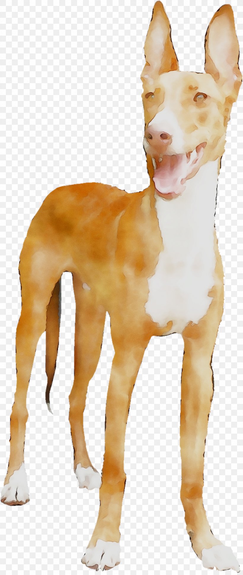 Dog Breed Ibizan Hound Portuguese Podengo Pharaoh Hound Podenco, PNG, 1008x2380px, Dog Breed, Ancient Dog Breeds, Breed, Canidae, Carnivore Download Free