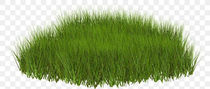 Lawn Desktop Wallpaper Clip Art, PNG, 800x350px, Lawn, Chrysopogon Zizanioides, Commodity, Grass, Grass Family Download Free