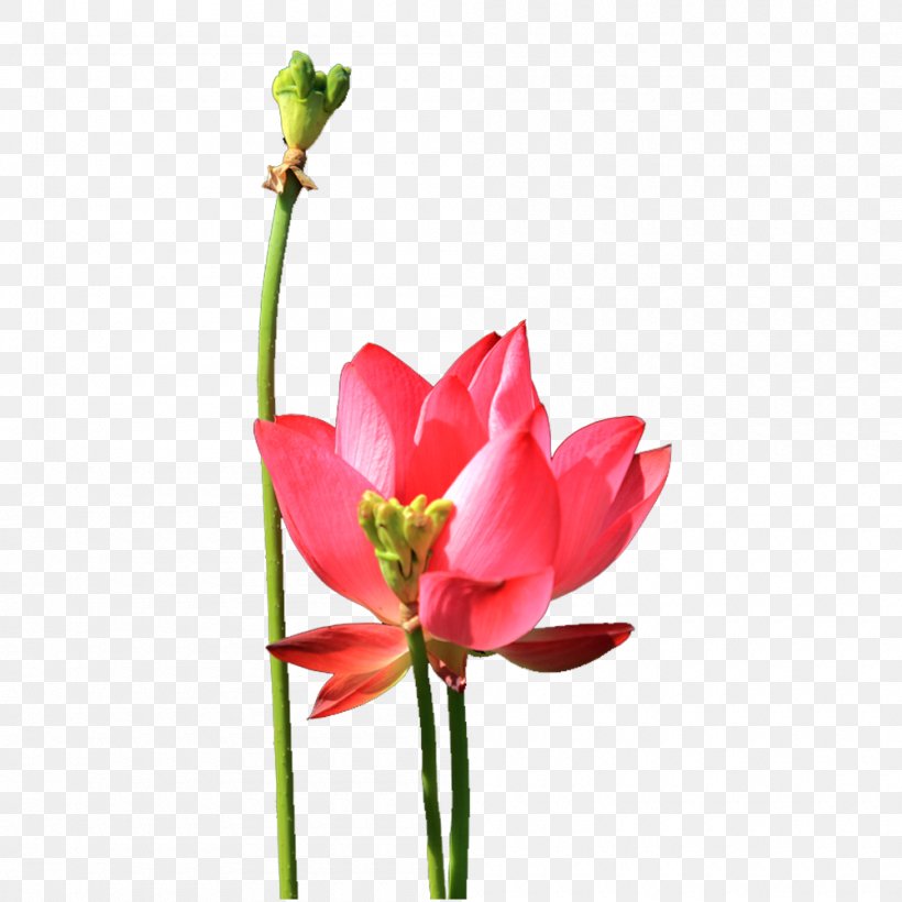 Nelumbo Nucifera Lotus Effect Tulip, PNG, 1000x1000px, Nelumbo Nucifera, Bud, Cut Flowers, Flower, Flowering Plant Download Free