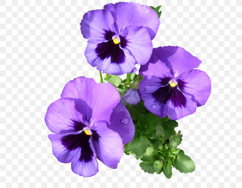 Pansy Violet Purple Day Viola Arvensis, PNG, 640x639px, Pansy, Annual Plant, Aubretia, Bit, Blue Download Free