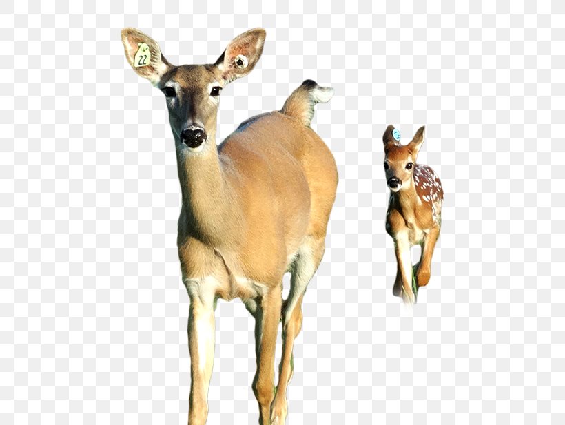White-tailed Deer Antelope Musk Deer Animal, PNG, 550x617px, Deer, Animal, Antelope, Fauna, Gazelle Download Free