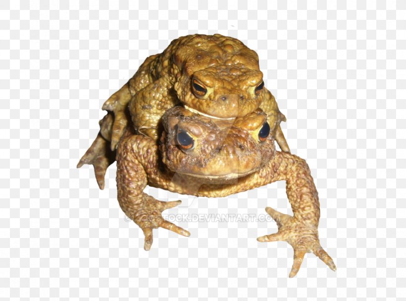 Amphibians American Bullfrog Toad Terrestrial Animal, PNG, 900x667px, Amphibians, American Bullfrog, American Toad, Amphibian, Anaxyrus Download Free