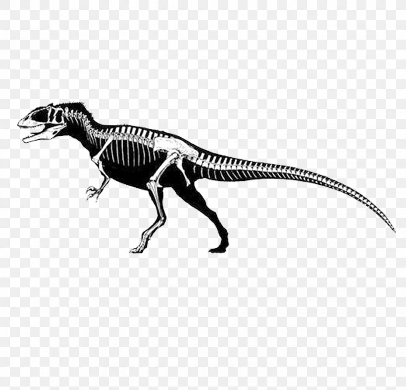 Carcharodontosaurus Eocarcharia Giganotosaurus Spinosaurus Tyrannosaurus, PNG, 2038x1956px, Carcharodontosaurus, Black And White, Carcharodontosauridae, Carnivore, Cretaceous Download Free