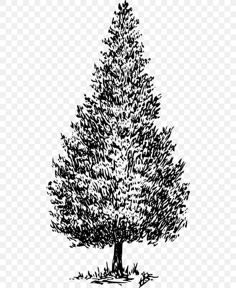 Drawing Tree Cedrus Libani Pine Clip Art, PNG, 500x1000px, Drawing, Austrocedrus, Black And White, Branch, Cedar Download Free