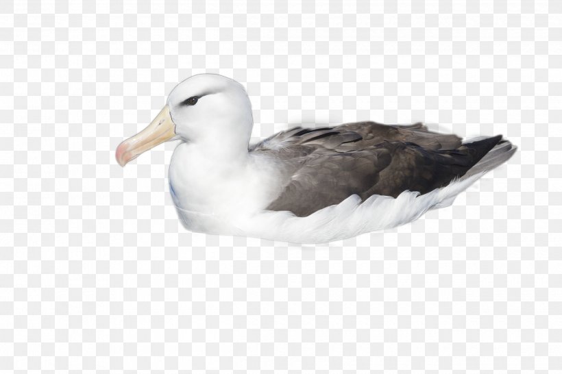 Duck Cartoon, PNG, 2500x1667px, Albatross, Beak, Bird, Duck, European Herring Gull Download Free
