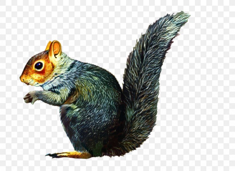Eastern Gray Squirrel Chipmunk Clip Art, PNG, 1024x746px, Squirrel, Animal, Chipmunk, Douglas Squirrel, Eastern Chipmunk Download Free