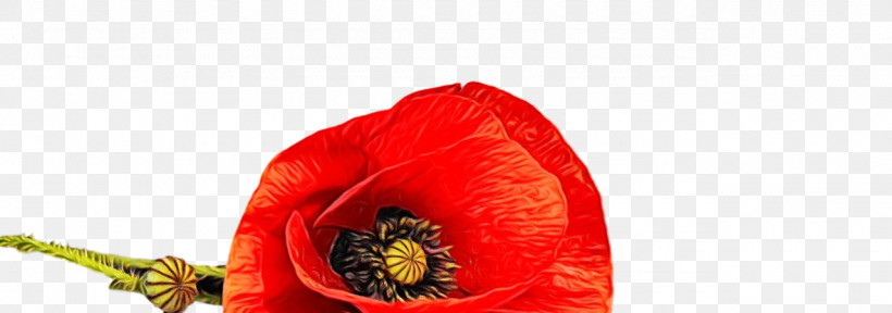 Flower Petal Coquelicot 0jc The Poppy Family, PNG, 1280x451px, Watercolor, Biology, Coquelicot, Flower, Paint Download Free
