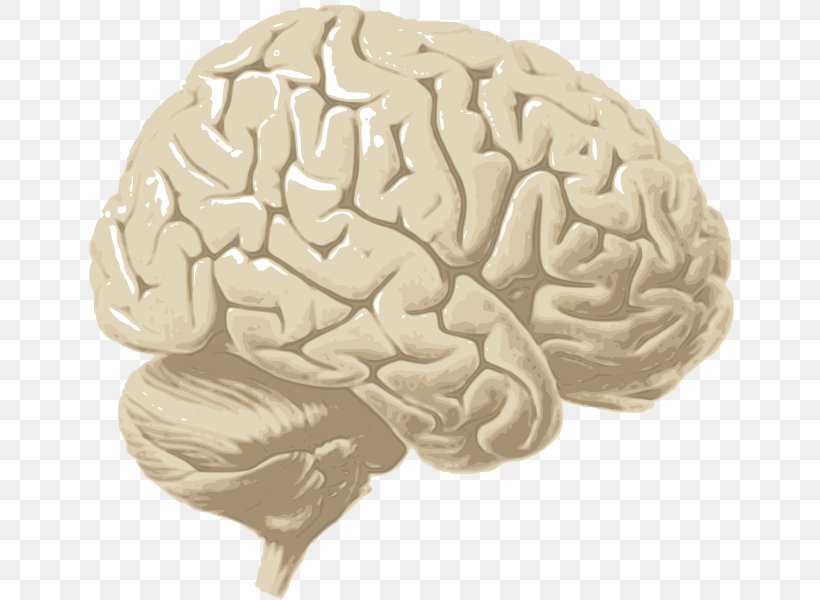 Human Brain Cerebrum Cerebral Cortex Cerebral Hemisphere, PNG, 652x600px, Watercolor, Cartoon, Flower, Frame, Heart Download Free