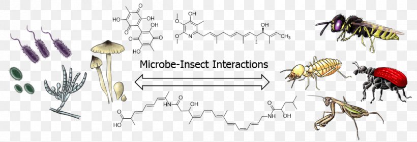 Insect Microorganism Microbial Interactions Natural Product Plant-microbe Interactions, PNG, 1200x412px, Insect, Area, Art, Bacteria, Calligraphy Download Free