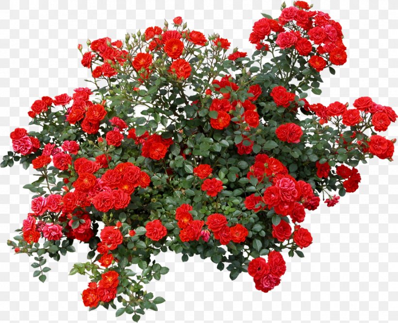 Shrub Rose Tree Clip Art, PNG, 921x747px, Shrub, Annual Plant, Cut Flowers, Floral Design, Floribunda Download Free
