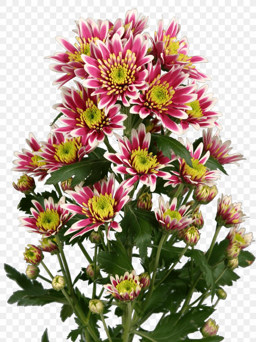 Aster Chrysanthemum Cut Flowers Annual Plant, PNG, 1200x1600px, Aster, Annual Plant, Chrysanthemum, Chrysanths, Cut Flowers Download Free