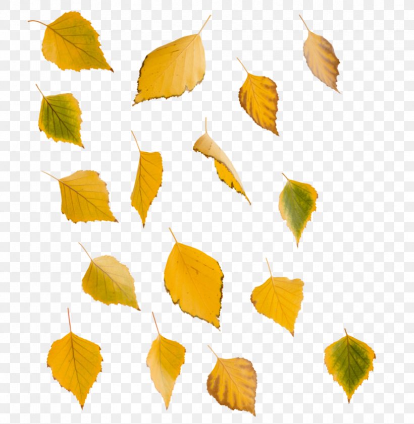 Leaf Swamp Birch Yellow Tree Clip Art, PNG, 882x905px, Leaf, Autumn Leaf Color, Bark, Birch, Branch Download Free