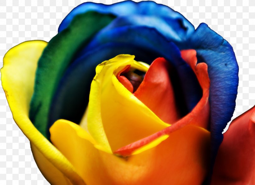 Rainbow Rose Flower Color Garden Roses, PNG, 900x655px, Rainbow Rose, Blue, Carnation, Close Up, Color Download Free