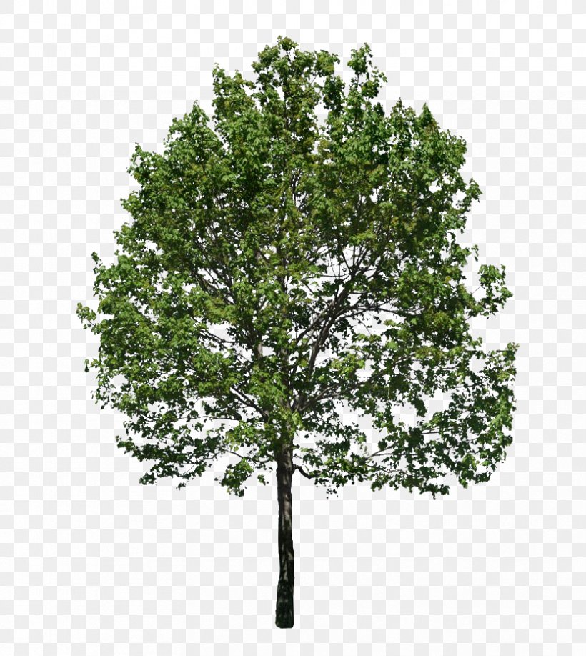 Tree Stock Photography Clip Art, PNG, 832x932px, Tree, Birch, Branch, Can Stock Photo, Drawing Download Free