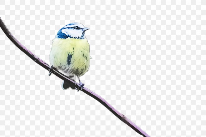 Bird Beak Songbird Perching Bird Branch, PNG, 2448x1632px, Watercolor, Beak, Bird, Branch, Chickadee Download Free