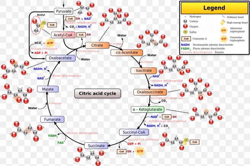 Citric Acid Cycle Coenzyme A Pyruvic Acid Mitochondrial Matrix, PNG, 1192x794px, Citric Acid Cycle, Acetylcoa, Acid, Area, Biochemistry Download Free