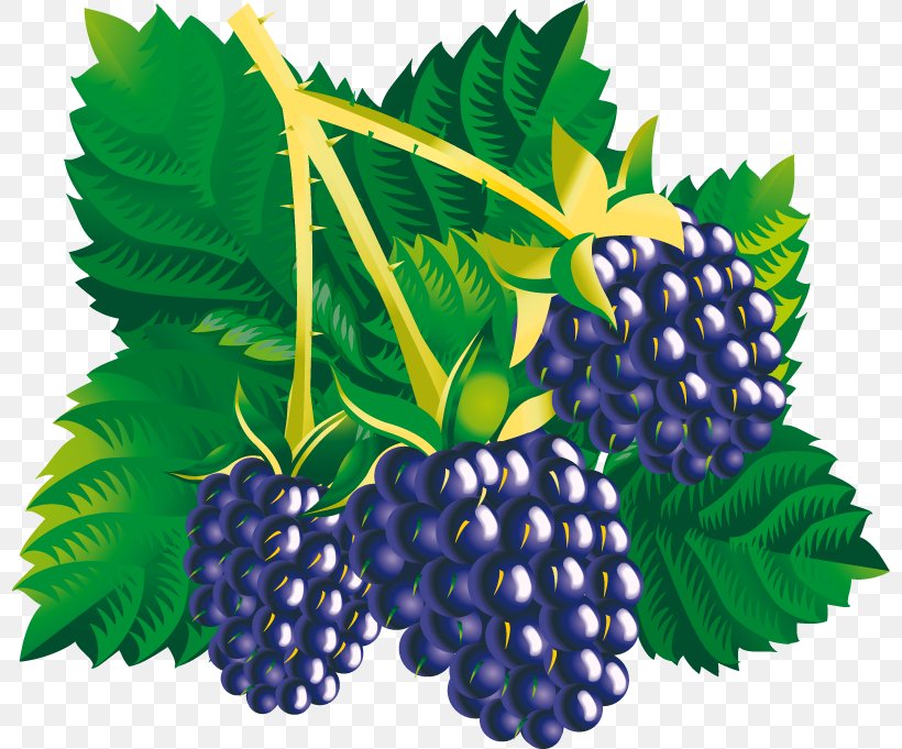 Common Grape Vine Vector Graphics Mulberry Clip Art Illustration, PNG, 800x681px, Common Grape Vine, Berries, Berry, Bilberry, Blackberry Download Free