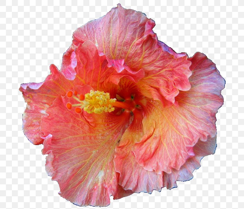 Flower Roselle Shoeblackplant Mallows, PNG, 708x703px, Flower, Cut Flowers, Floral Design, Flowering Plant, Herbaceous Plant Download Free