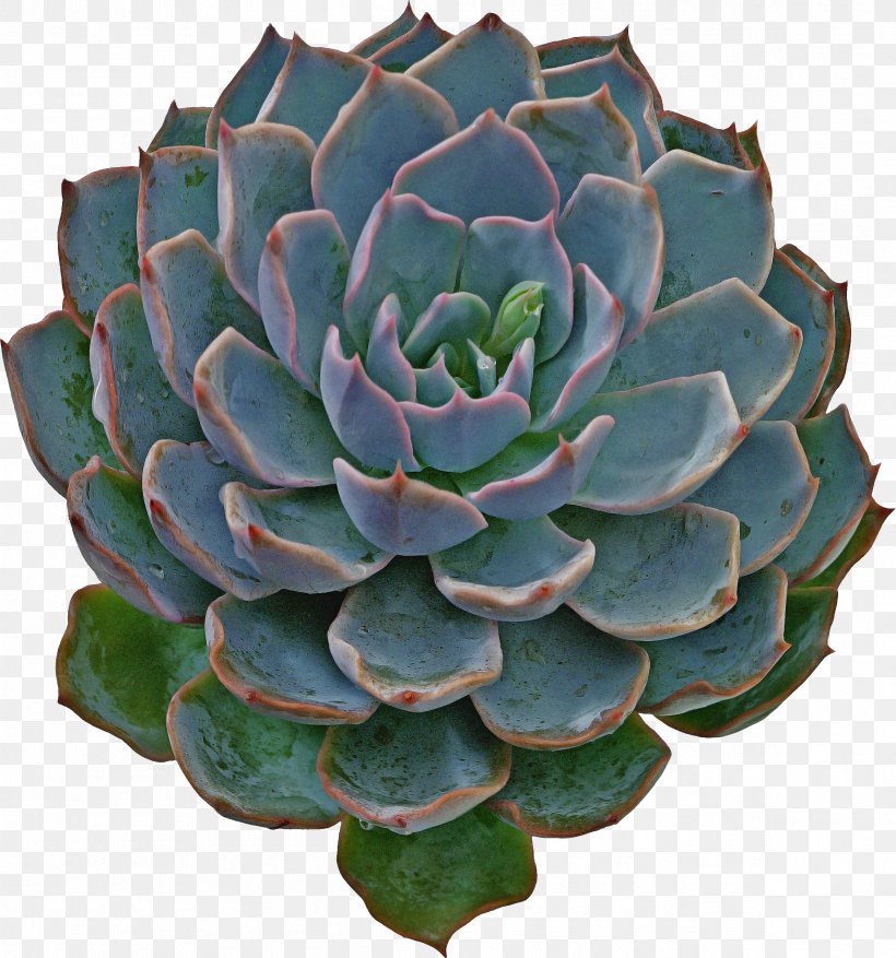 Green Leaf Background, PNG, 2387x2555px, Succulent Plant, Agave, Cactus, Echeveria, Flower Download Free