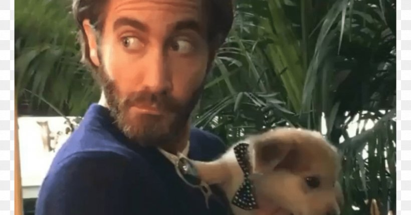 Jake Gyllenhaal 2017 Toronto International Film Festival Disobedience Dog, PNG, 1200x628px, Jake Gyllenhaal, Beard, Big Sick, Disobedience, Dog Download Free