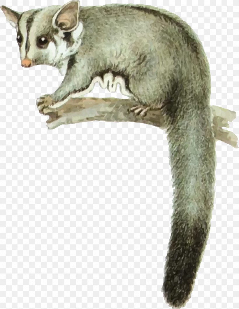 Sugar Glider Feathertail Glider Squirrel Glider Marsupial Pet, PNG, 1834x2377px, Sugar Glider, Arboreal Locomotion, Carnivoran, Common Opossum, Dormouse Download Free