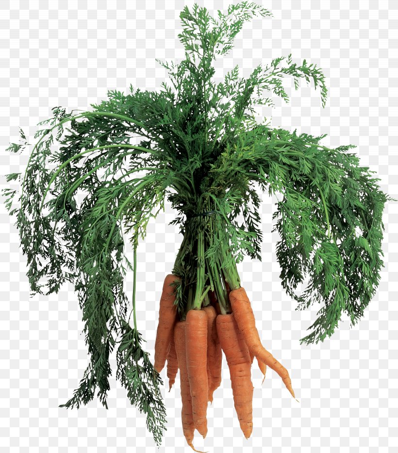 Carrot Juice Vegetable Leaf, PNG, 2460x2800px, Carrot, Baby Carrot, Carrot Juice, Daucus Carota, Flowerpot Download Free