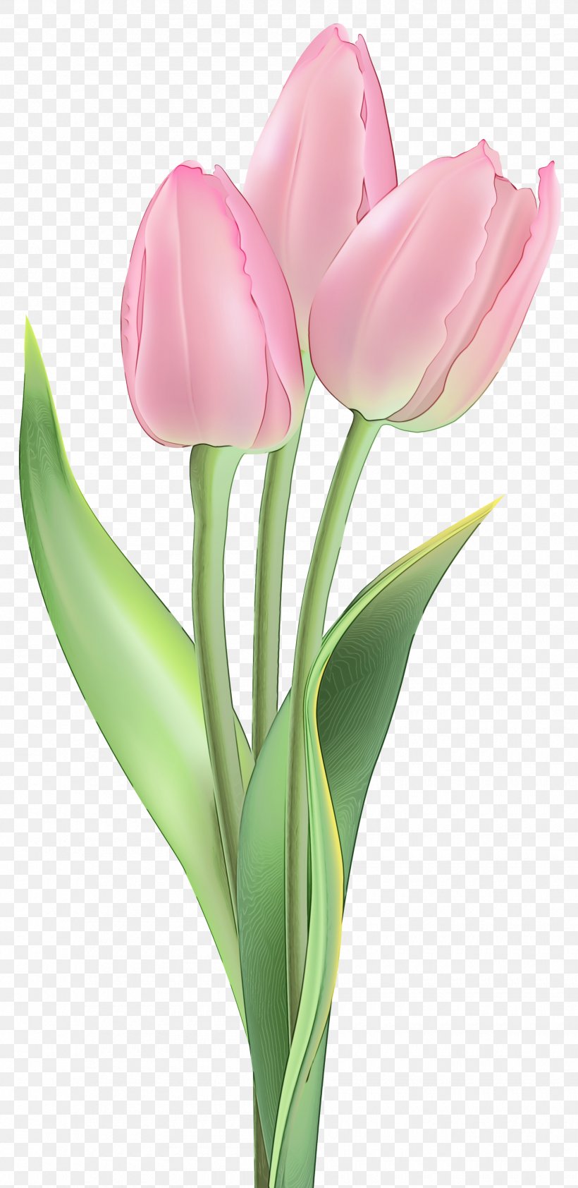 Flower Tulip Flowering Plant Petal Plant, PNG, 1800x3697px, Watercolor, Cut Flowers, Flower, Flowering Plant, Lily Family Download Free