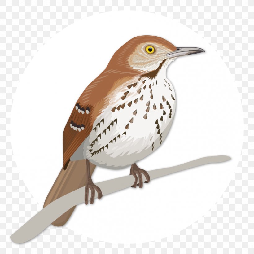House Sparrow Birdwatching Wren Brown Thrasher, PNG, 848x848px, House Sparrow, Beak, Bird, Birdwatching, Brown Pelican Download Free