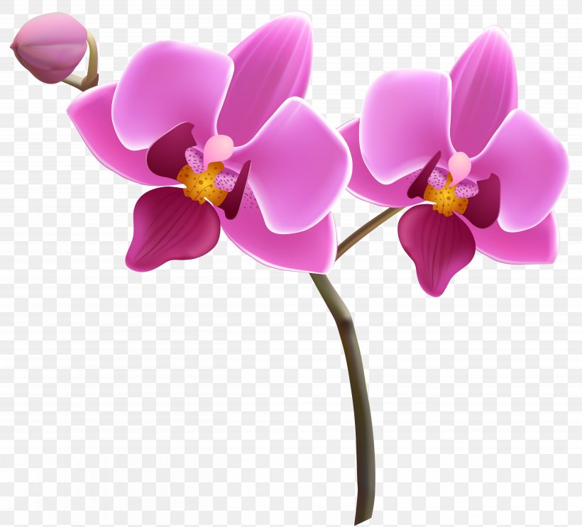 Orchids Flower Clip Art, PNG, 5233x4746px, Orchids, Barnett Wood Infant School, Blog, Cut Flowers, Flower Download Free