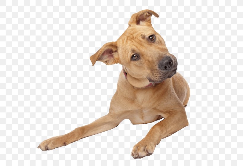 Yorkshire Terrier Puppy Dog Training Pet Search And Rescue Dog, PNG, 589x561px, Yorkshire Terrier, Breed, Carnivoran, Companion Dog, Dog Download Free
