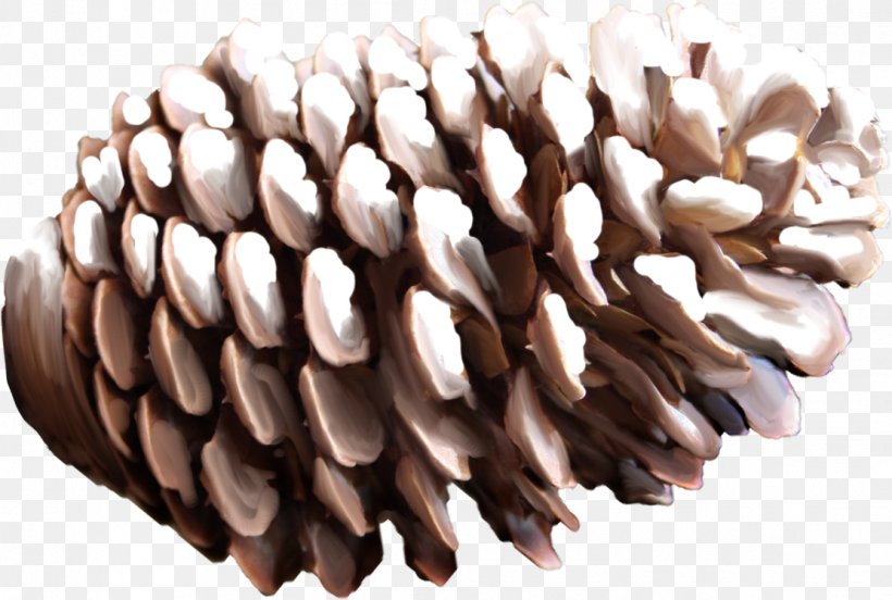 Conifer Cone Pine, PNG, 1111x749px, Conifer Cone, Archive File, Digital Image, Image File Formats, Image Resolution Download Free