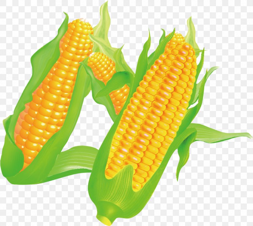 Corn On The Cob Maize Food, PNG, 903x808px, Corn On The Cob, Commodity, Cooking, Corn Kernel, Corn Kernels Download Free