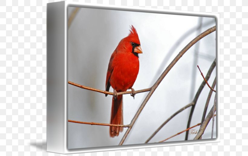 Gallery Wrap Northern Cardinal Canvas Art Red, PNG, 650x515px, Gallery Wrap, Art, Beak, Bird, Canvas Download Free